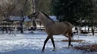 ❄️Санлайт Ахалтекинский жеребец❄️