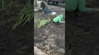 Высаживаем тюльпаны у входа на ферму #фермерскийребенок #хозяйство #посадка #фермерскиеработы