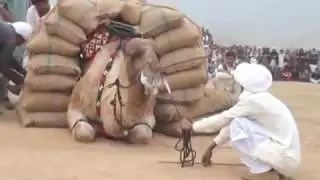 Pakistani oonth