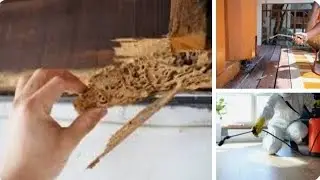 Janakpuri Termite Treatment pest control services call 9322138987