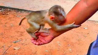 So smart tiny Lily asked for help from a cameraman to help with the ab-use from big monkeys