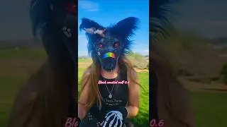Black Coastal Wolf mask~ #therian #therianthropy #antizoo #altherhuman #wolfmask #therianmask
