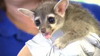 Local wildlife center takes in unusual species