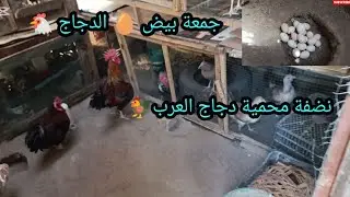 نضفة محمية الدجاج العرب 🐓 جمعة بيض🥚 الدجاج 🐔 نزلة الفراريج جوه 🐥