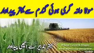 How to reduce wheat yield loss || Effect of lodging on wheat yield