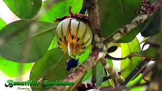 Purple honeycreeper on the Brownsberg
