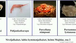 Niveljalkaiset, lahko kymmenjalkaiset, heimo Majidae, osa 2 philippinensis systellaspis plesionika
