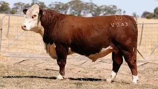 Lot 1 DAYV043 Days Whiteface 2026