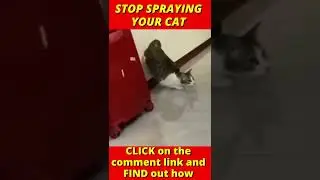 Cat spraying in house cats spraying #Shorts