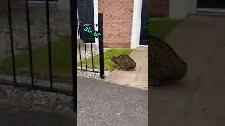 GET OFF MY LAWN!!! Funny Cat chases Dog 😺🐶