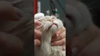 Анатомическая влажная салфетка-напальчник для устранения слёзных дорожек и ухода за глазами 923606