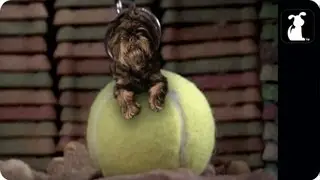 Miley Cyrus - Wrecking Ball Parody - 