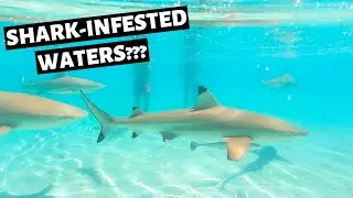 French Polynesia Shark Tour // Moana Tours Bora Bora // French Polynesia Vlog - Day 8