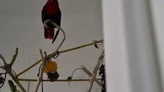 Eclactus parrot singing