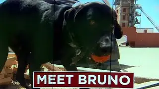 Arson detection dog 'Bruno' joins San Antonio Fire Department
