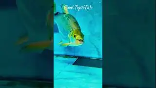 MMA Shorts : Goliath TigerFish |  Giant TigerFish #goliath #tigerfish #giant #aquariumfish #fish