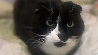 funny cats / amazing cats / the best kittens