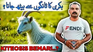 Bakri Ka Tangon Se Baith Jana | Ketosis Bemari Ka Asal Wajah | Goat Care Official