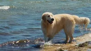 Pet friendly accommodation ideas - Series 2 Ep 1