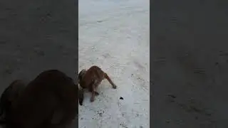 I help homeless dogs. Помогаю собачкам бездомным #shorts #tiktok #подпишись #помощьживотным #dog
