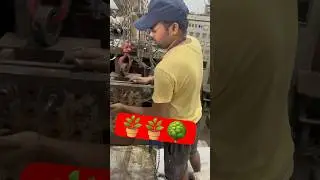 #Gamla. Video  sas arin🪴🪴🌳🪴🌳🦅