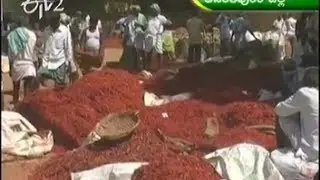 No msp for ATP mirchi farmers - జైకిసాన్ - on 8th March 2014