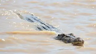 NT teen attacked by crocodile while evacuating floodwaters