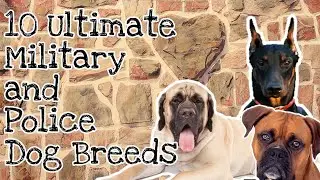Top 10 Ultimate Military And Police Dog Breeds | Interesting Facts | Yorkshire Terrier