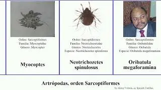 Artr&oacute;podas, orden Sarcoptiformes elegans equi arthropoda siro lacustris Austrocarabodes Acaroceras