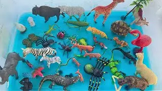 Playing With Slimy Animals In Blue Slime Tray | Learn Animal Names