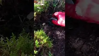 Strange military object found deep in the forest