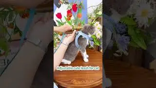 Adjustable leash for cat #cat #bestpetsupplies #catcare