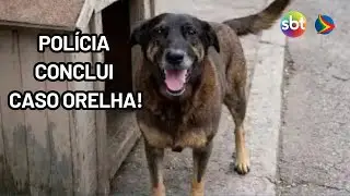 Pol&iacute;cia Civil conclui inqu&eacute;rito da morte do c&atilde;o Orelha e de agress&atilde;o a Caramelo em Santa Catarina