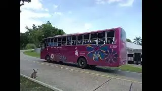 🌺 MEGA BUS LINES 🌺 (C329)