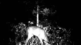 Buck13