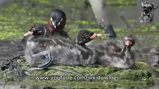 LITTLE GREBE Chicks relaxing after swim - look how much they've grown! 17th November 