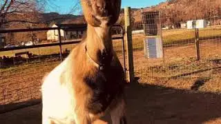 Mountain Flower Goat Dairy 2020 Clips