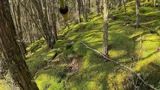 Lush Green Bush and Hard Antler