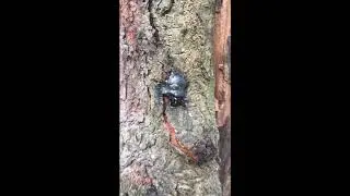 Black Knot Fungus Parasitism