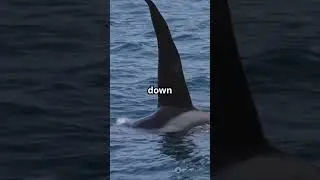 Top 5 Strongest Wild animals