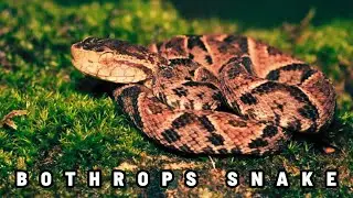 Episode 194: Description Bothrops Snake Essay