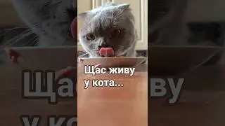 Have you seen serfs? #cat #coolcats #catvideos #cats #cat