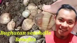 Seashells Benefits