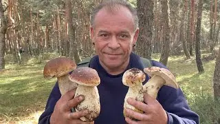 BOLETUS XXL EN MADRID 2024