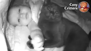 The Kitten Who Invades the Crib Just to Be with the Baby | Cozy Critters
