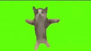 Котик танцует футаж*|||