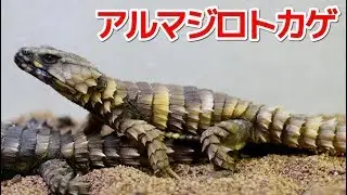 アルマジロトカゲに大量のゴキブリを与える！