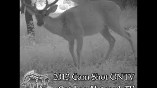 Buck on the Live Cam