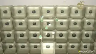 PhytoCellTec&reg; Malus Domestica