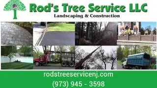 Tree Service Company In Chester NJ